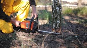 How Our Tree Care Process Works  in Rogersville, TN